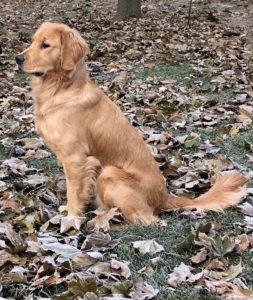 Our Dogs Golden Acres Michigan Golden Retriever Puppies For Sale Dog Cat And Pet Boarding Kennels And Grooming In Southeast Michigan