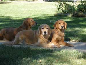 Golden Acres Michigan Golden Retriever Puppies For Sale Dog Cat And Pet Boarding Kennels And Grooming In Southeast Michigan